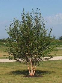 Heritage River Birch